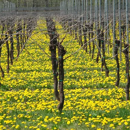 Maison d'hôtes Bozzolo Dorato 3*